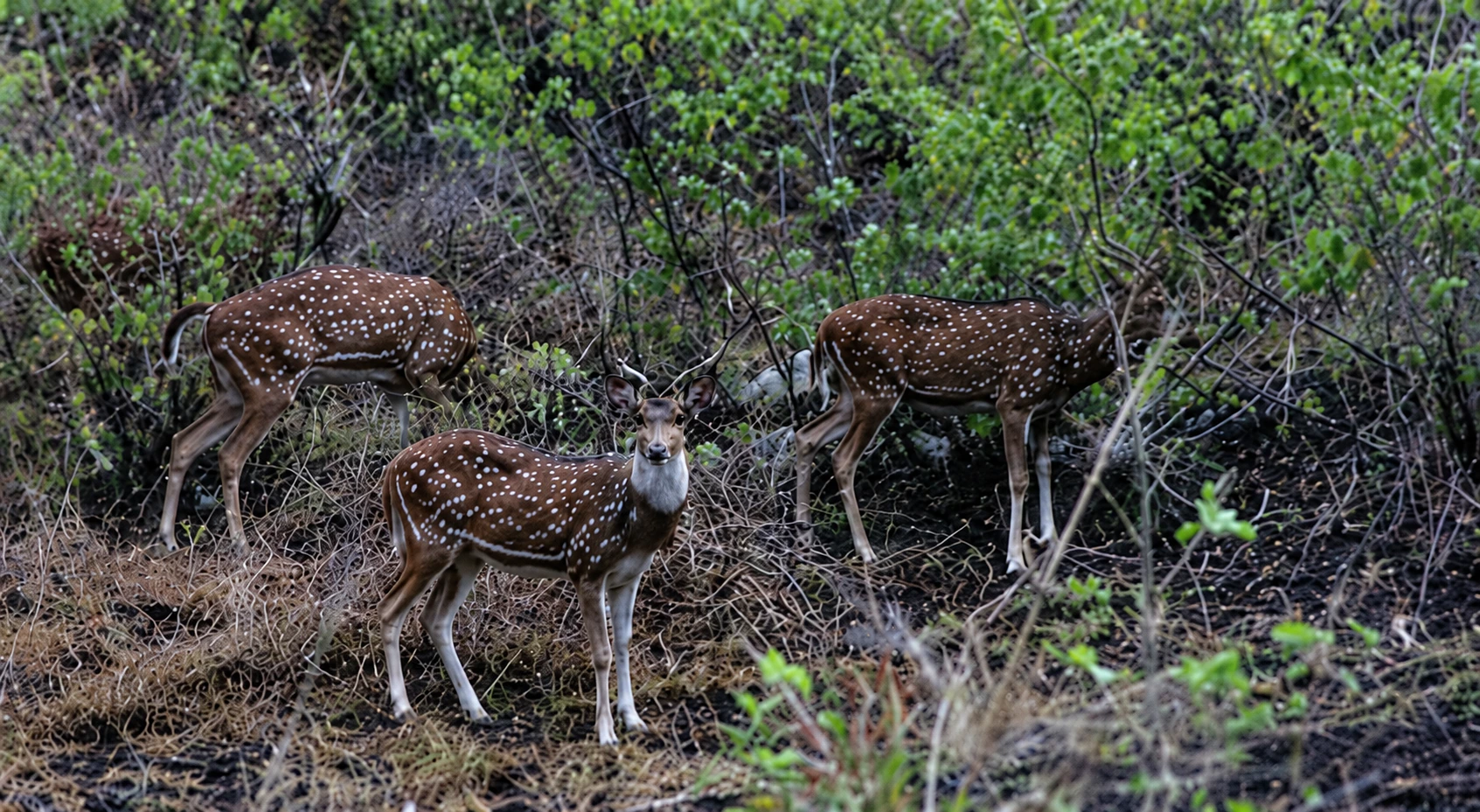 Chital Grazing in Palamau Tiger Reserve