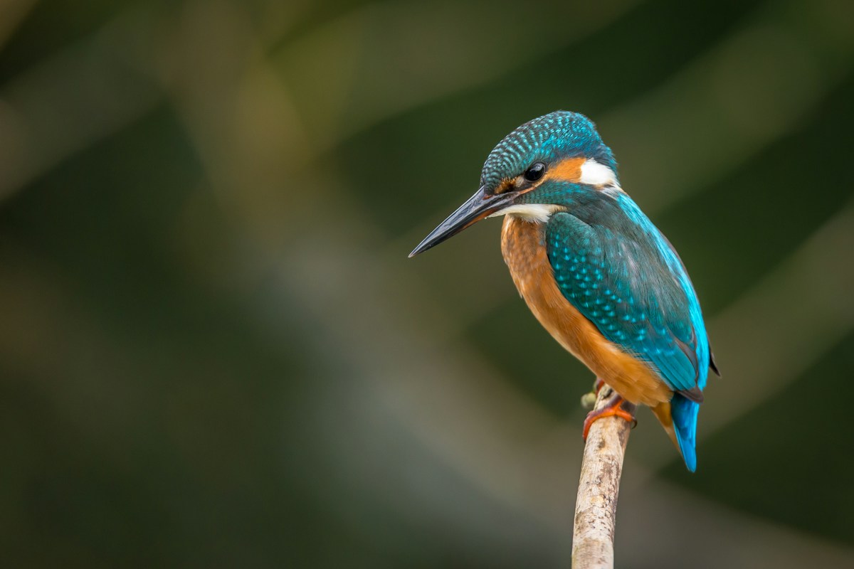 A blue and orange kingfisher perched on a branch
