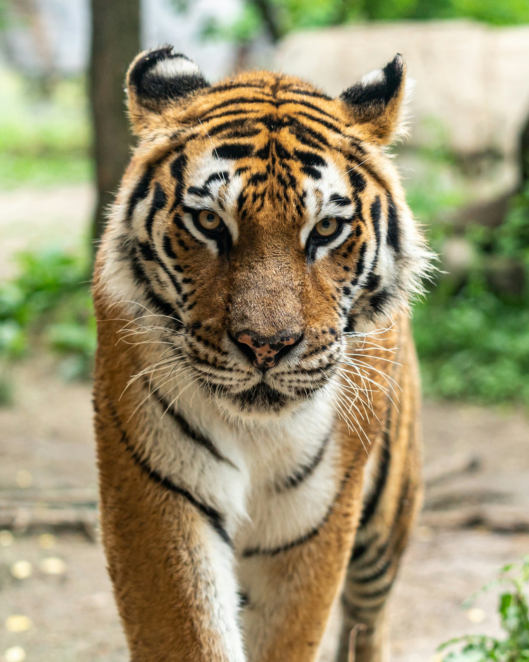 A Bengal tiger looking out from a green woodland setting